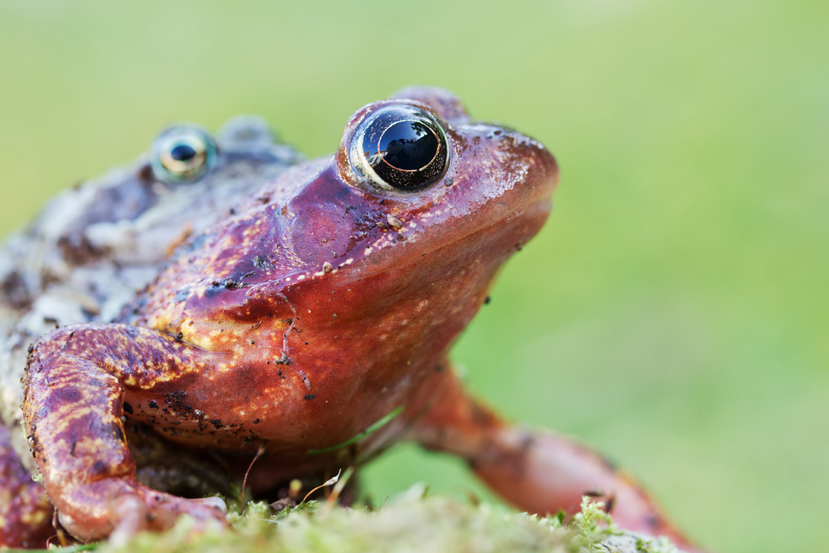 Common Frogs Mating 3